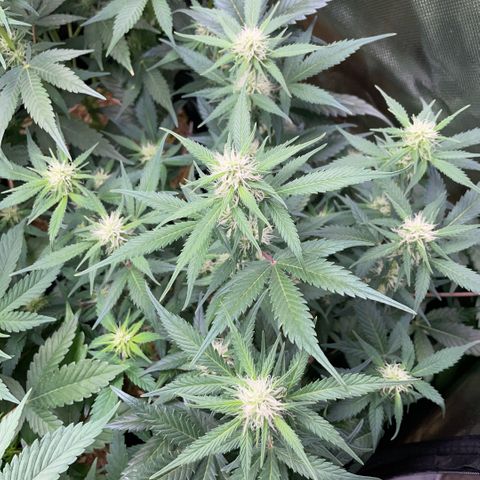 Purple Punch Automatic by KilliczGe growlog timeline photo