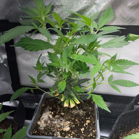 Tangerine Dream Clon #1 by KilliczGe growlog timeline photo