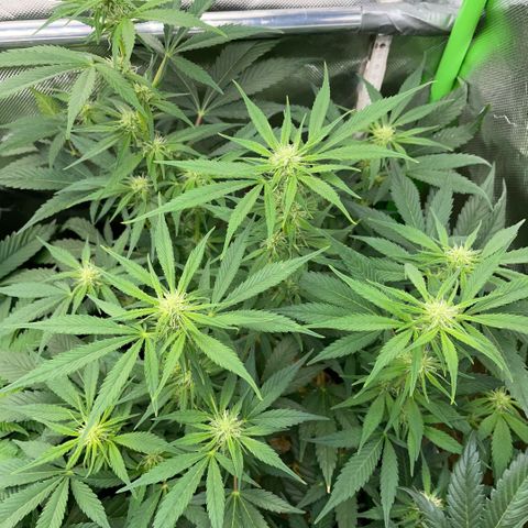 White Widow Automatic by KilliczGe growlog timeline photo