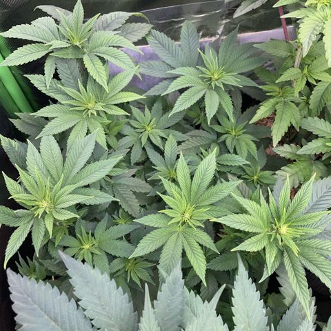 Big Bud by KilliczGe growlog timeline photo