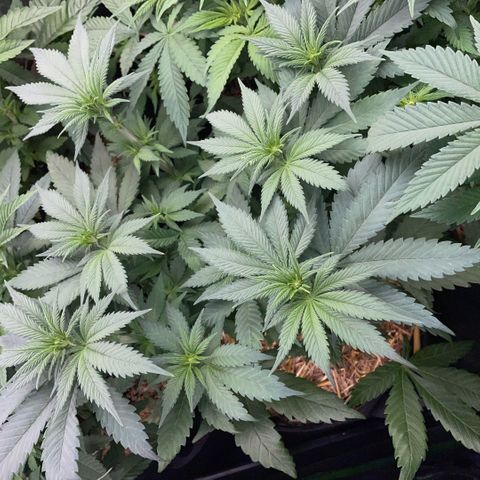 Permanent Marker by KilliczGe growlog timeline photo