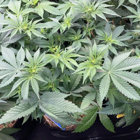 Purple Zkittlez #2 by KilliczGe growlog timeline photo