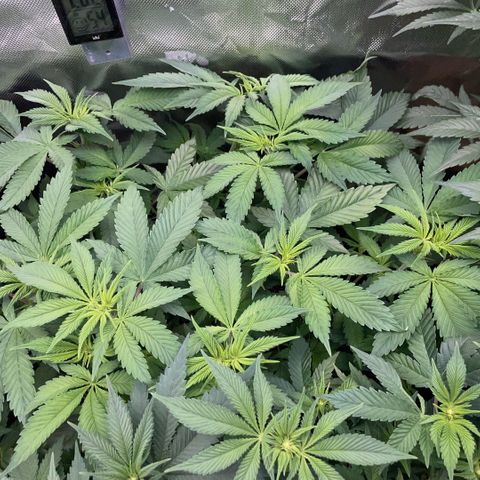 Purple Zkittlez #1 by KilliczGe growlog timeline photo