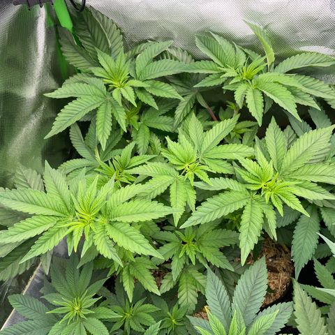 Cereal Milk #3 by KilliczGe growlog timeline photo