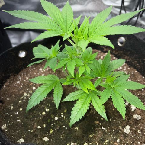 Big Bud 1 Klon 1 by KilliczGe growlog timeline photo