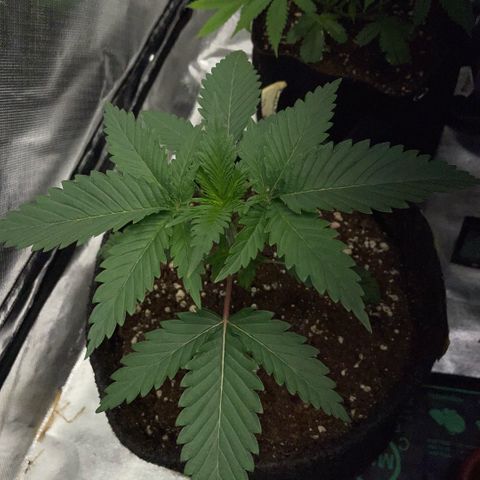 Dante’s Inferno - Mile High Dave by KilliczGe growlog timeline photo