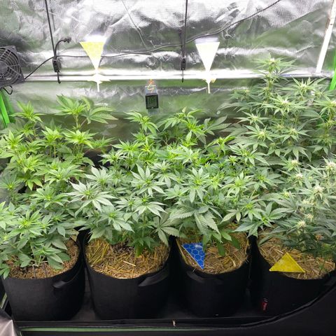 Cereal Milk #3 by KilliczGe growlog timeline photo