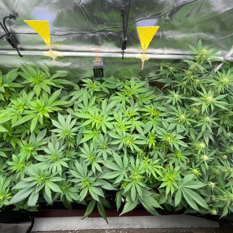 Cereal Milk #3 by KilliczGe growlog timeline photo