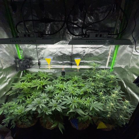 Cereal Milk #3 by KilliczGe growlog timeline photo