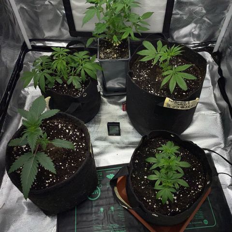 Dante’s Inferno - Mile High Dave by KilliczGe growlog timeline photo