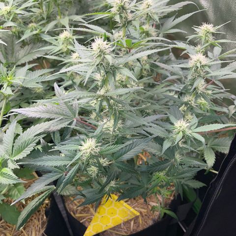 Purple Punch Automatic by KilliczGe growlog timeline photo