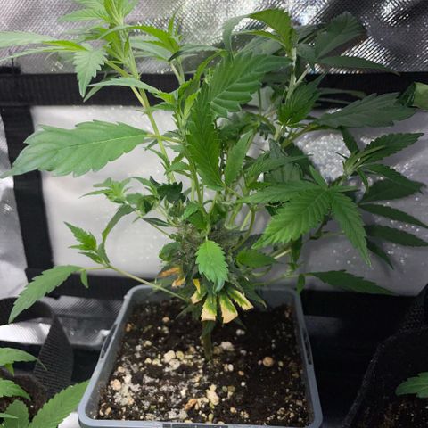 Tangerine Dream Clon #1 by KilliczGe growlog timeline photo