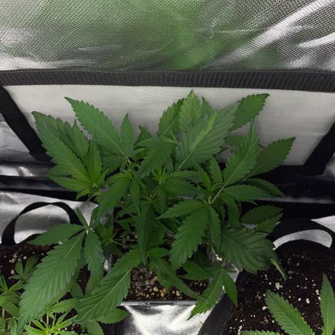 Tangerine Dream Clon #1 by KilliczGe growlog timeline photo