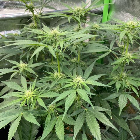 White Widow Automatic by KilliczGe growlog timeline photo