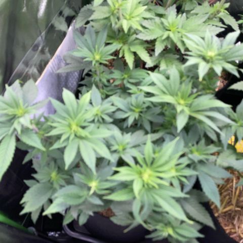 Big Bud by KilliczGe growlog timeline photo