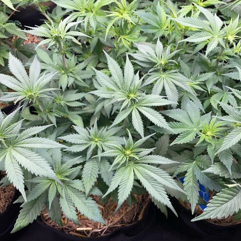 Permanent Marker by KilliczGe growlog timeline photo