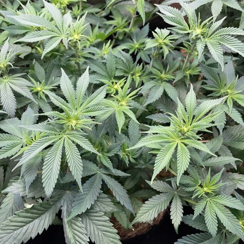 Purple Zkittlez #2 by KilliczGe growlog timeline photo