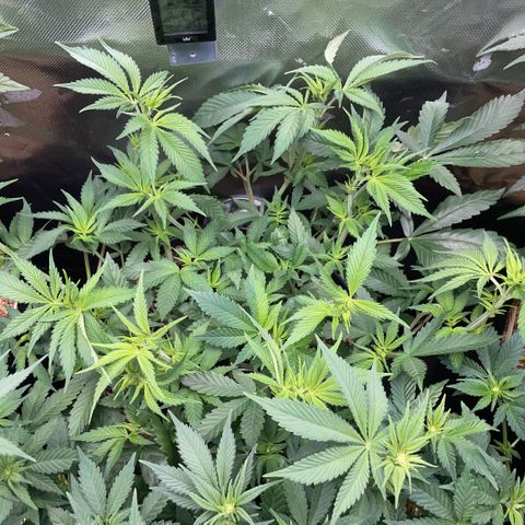 Purple Zkittlez #1 by KilliczGe growlog timeline photo