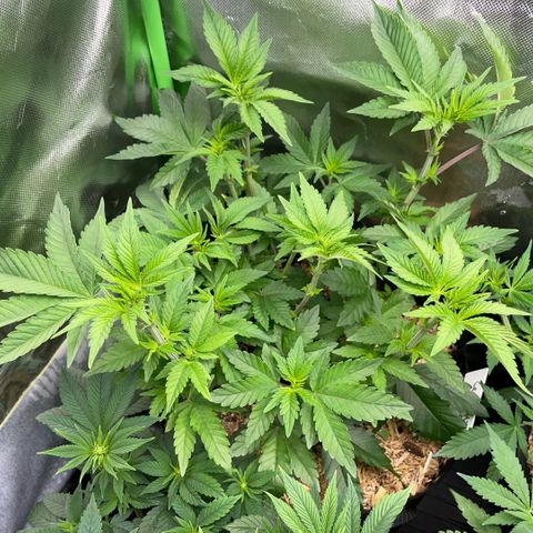 Cereal Milk #3 by KilliczGe growlog timeline photo