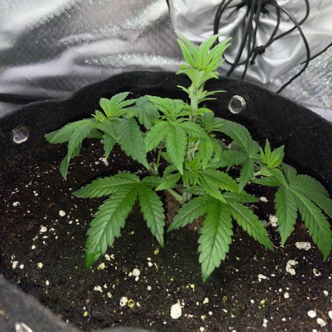 Big Bud 1 Klon 1 by KilliczGe growlog timeline photo