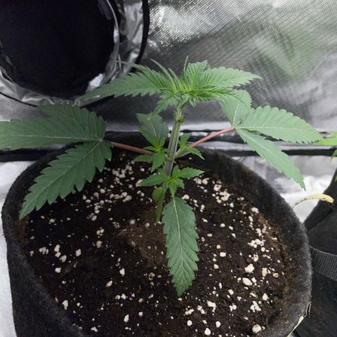 Dante’s Inferno - Mile High Dave by KilliczGe growlog timeline photo