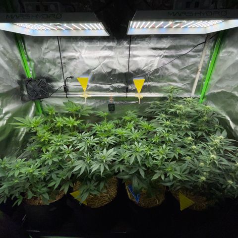 Cereal Milk #3 by KilliczGe growlog timeline photo