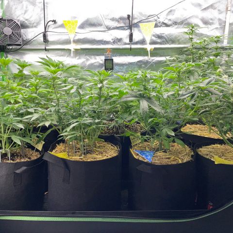 Cereal Milk #3 by KilliczGe growlog timeline photo