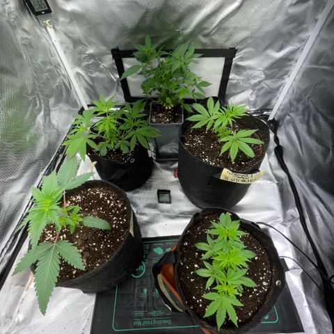 Dante’s Inferno - Mile High Dave by KilliczGe growlog timeline photo