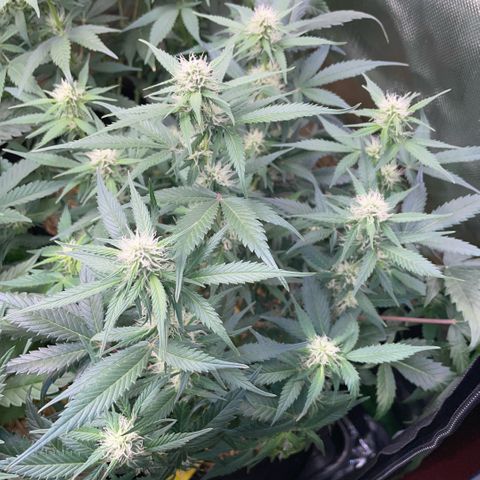 Purple Punch Automatic by KilliczGe growlog timeline photo