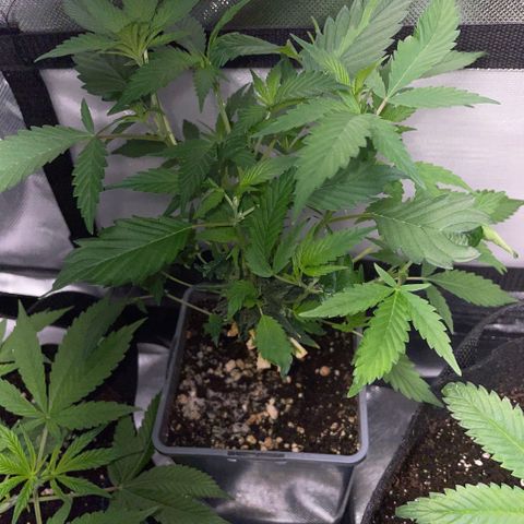 Tangerine Dream Clon #1 by KilliczGe growlog timeline photo