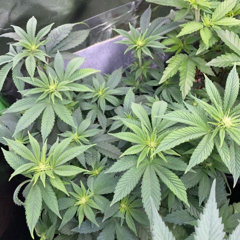 Big Bud by KilliczGe growlog timeline photo