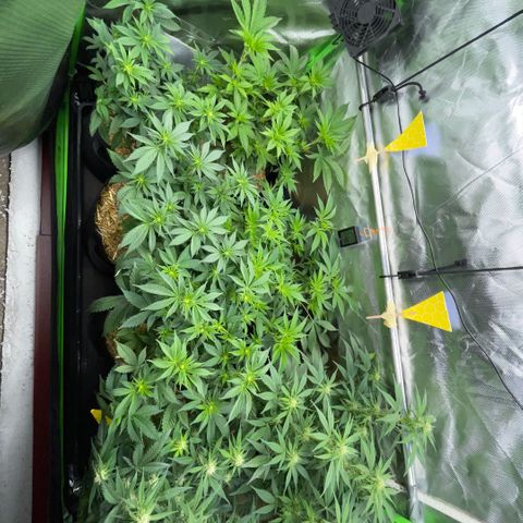 Permanent Marker by KilliczGe growlog timeline photo