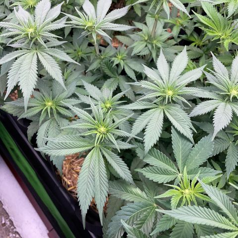 Permanent Marker by KilliczGe growlog timeline photo