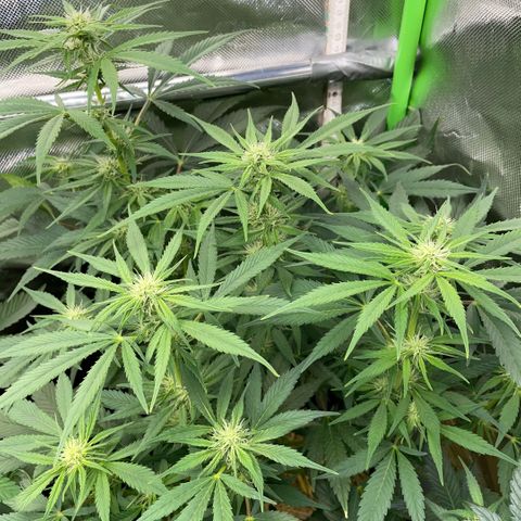 White Widow Automatic by KilliczGe growlog timeline photo