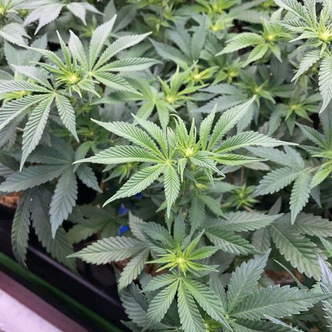 Purple Zkittlez #2 by KilliczGe growlog timeline photo