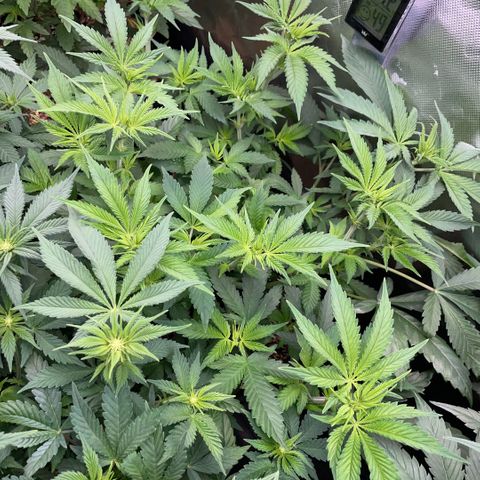 Purple Zkittlez #1 by KilliczGe growlog timeline photo