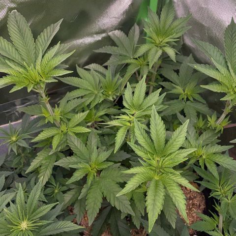 Cereal Milk #3 by KilliczGe growlog timeline photo