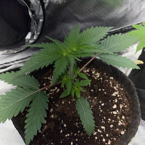 Dante’s Inferno - Mile High Dave by KilliczGe growlog timeline photo