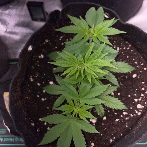 Big Bud 1 Klon 1 by KilliczGe growlog timeline photo
