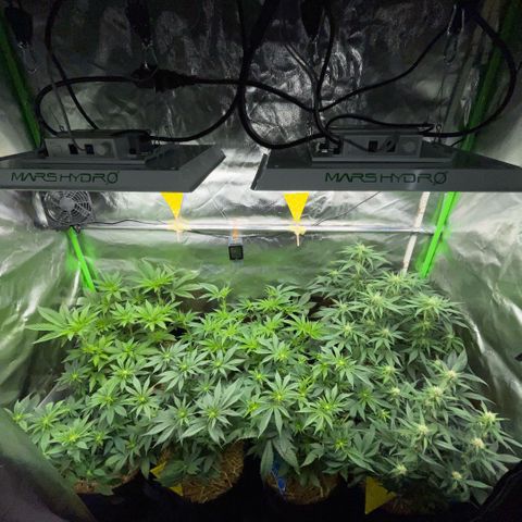 Cereal Milk #3 by KilliczGe growlog timeline photo