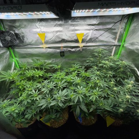 Cereal Milk #3 by KilliczGe growlog timeline photo