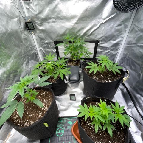 Dante’s Inferno - Mile High Dave by KilliczGe growlog timeline photo