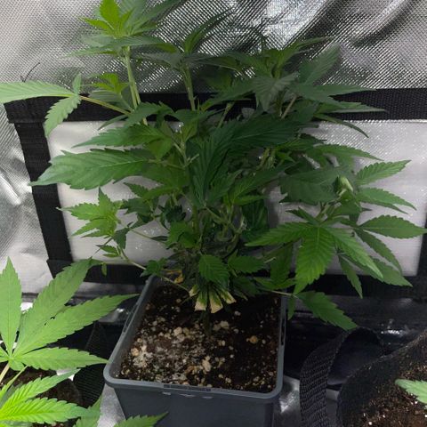 Tangerine Dream Clon #1 by KilliczGe growlog timeline photo