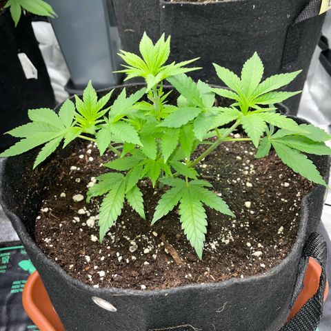 Big Bud 1 Klon 1 by KilliczGe growlog timeline photo