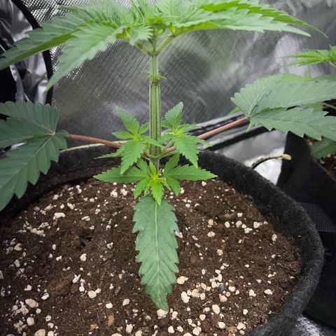 Dante’s Inferno - Mile High Dave by KilliczGe growlog timeline photo