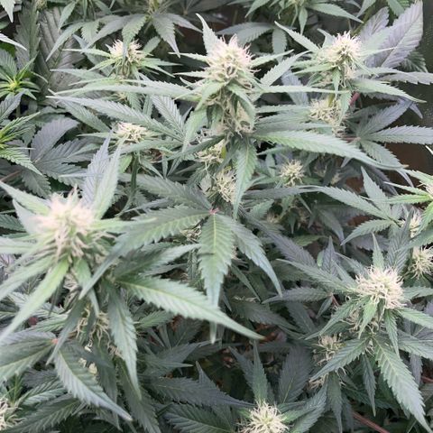 Purple Punch Automatic by KilliczGe growlog timeline photo