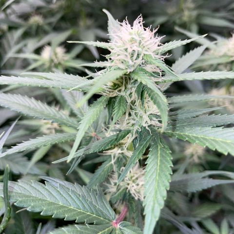 Purple Punch Automatic by KilliczGe growlog timeline photo