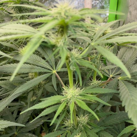 White Widow Automatic by KilliczGe growlog timeline photo