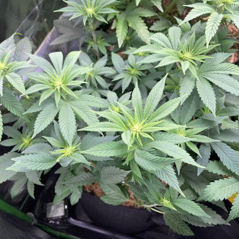 Big Bud by KilliczGe growlog timeline photo