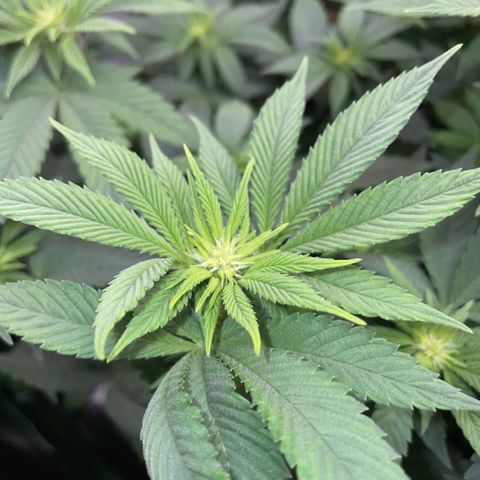 Big Bud by KilliczGe growlog timeline photo